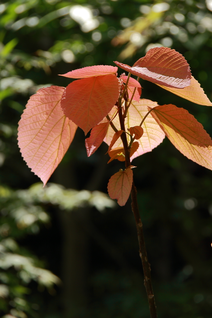 鎌倉花散歩８ベニガシワ