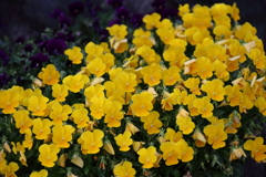 花散歩ビオラ