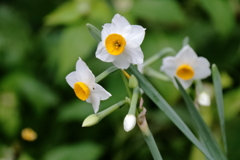 花散歩水仙2