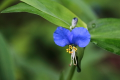 里山花散歩ツユクサ