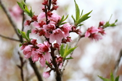 花散歩桃の花