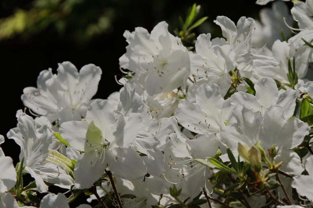 鎌倉花散歩５シロツツジ