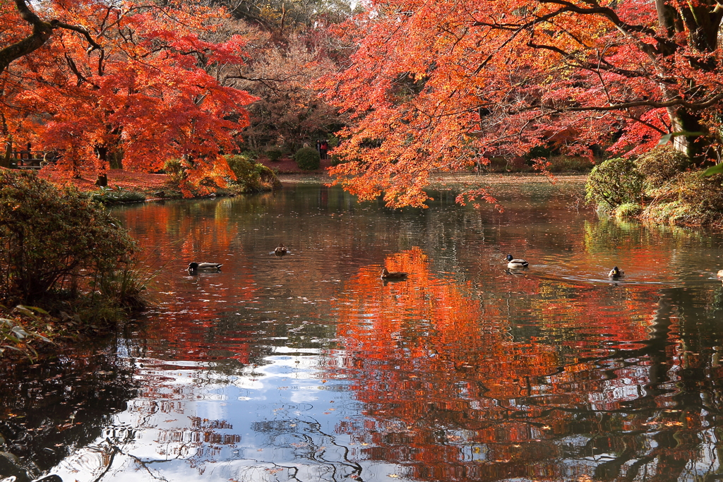 紅葉の京都植物園５