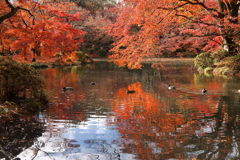 紅葉の京都植物園５