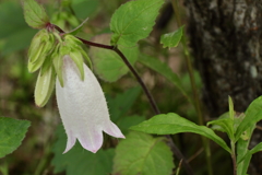 花散歩　蛍袋２