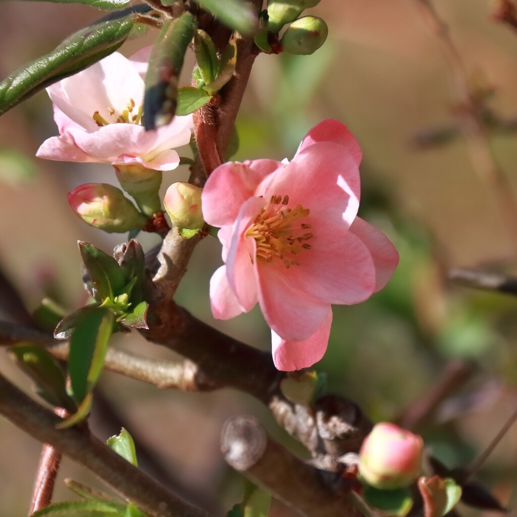 花散歩木瓜1