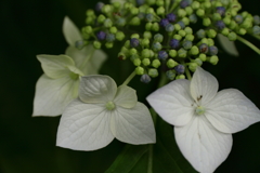 里山に咲く紫陽花１