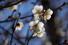 花散歩白梅1