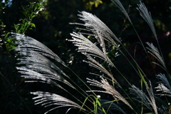 花散歩晩秋ススキ1