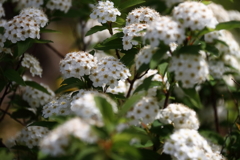 花散歩コデマリ２