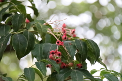 花散歩ゴンズイの実１