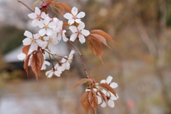 里山の桜４