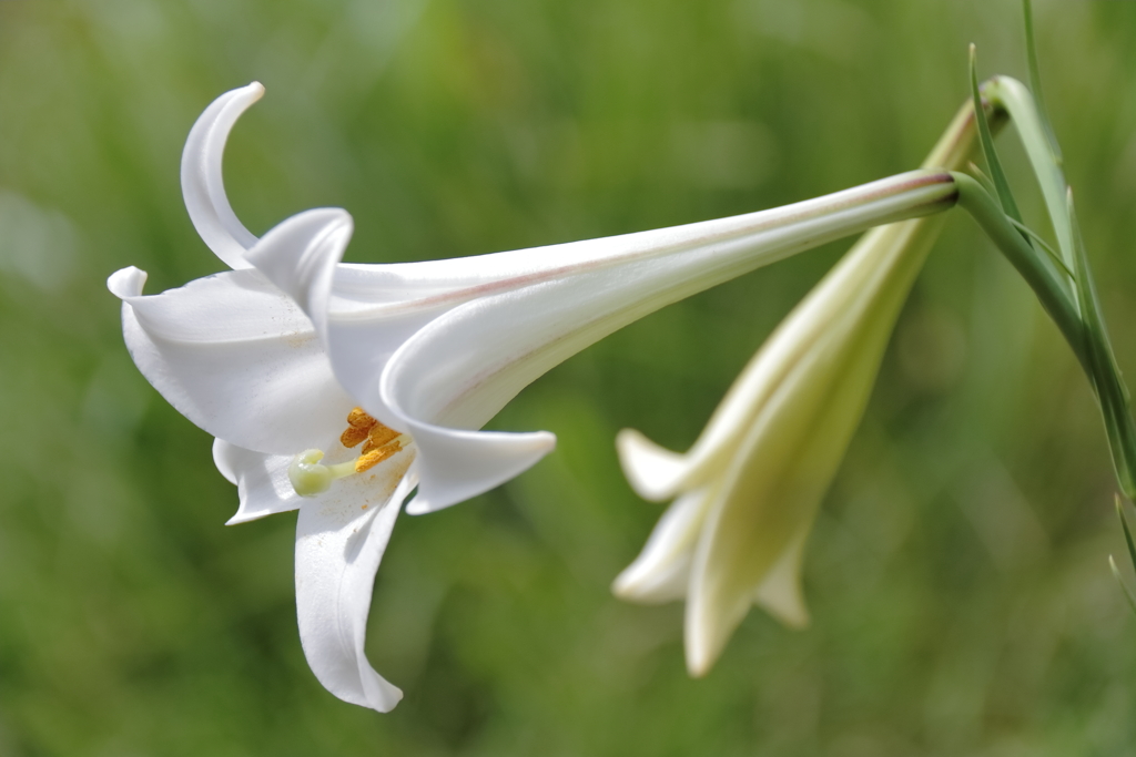 タカサゴユリ咲く頃２