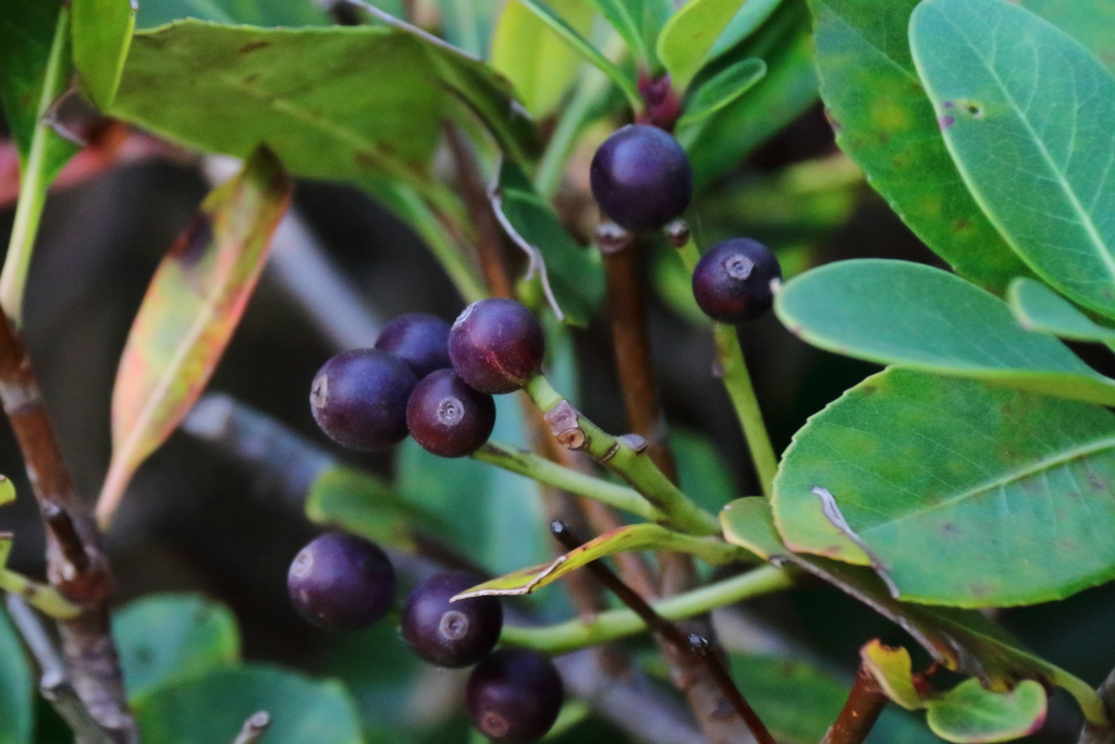 花散歩シャリンバイ１