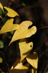 黄金のハート２