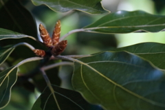 芽吹きの里山２