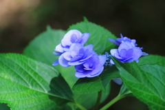 花散歩あじさい青