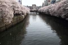 満開そして終焉へ