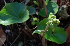 花散歩ツワブキ準備中１