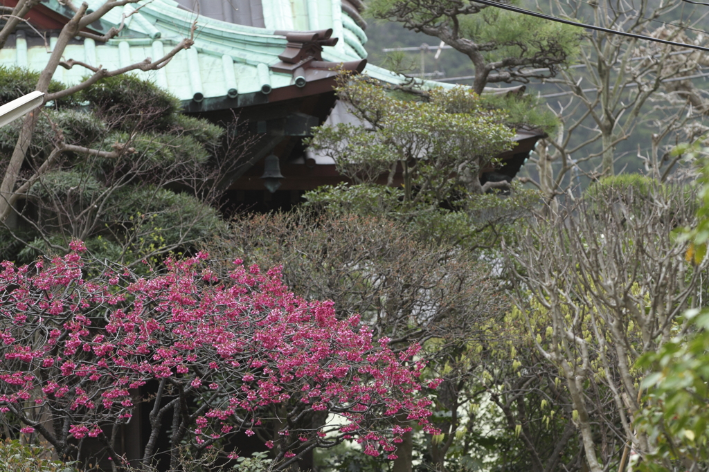 緋寒桜の咲く境内