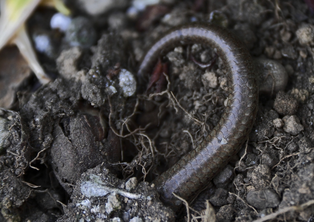 頭隠して尻隠さず