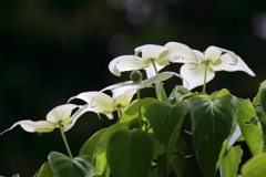 里山散歩山法師６