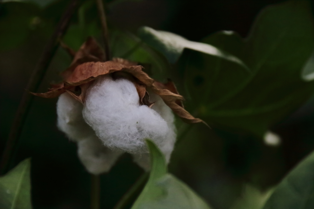 花散歩綿の種１