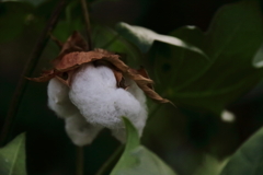 花散歩綿の種１