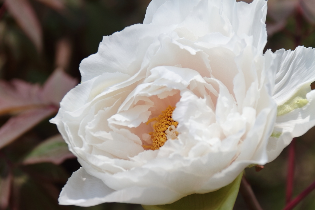 牡丹咲き始め２