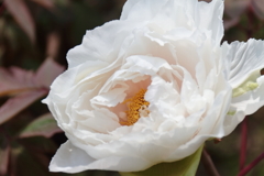 牡丹咲き始め２