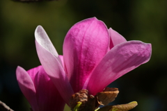 植物園から「木蓮」3