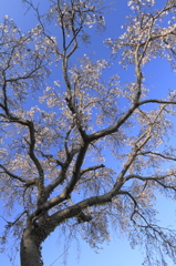 桜咲く秋の空