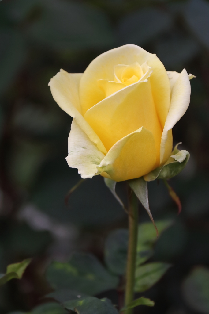 サンガッディス