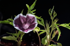花散歩変化朝顔８