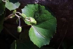 花散歩ツワブキ準備中２