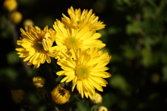 晩秋に映える２