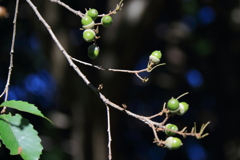 花散歩ドングリ