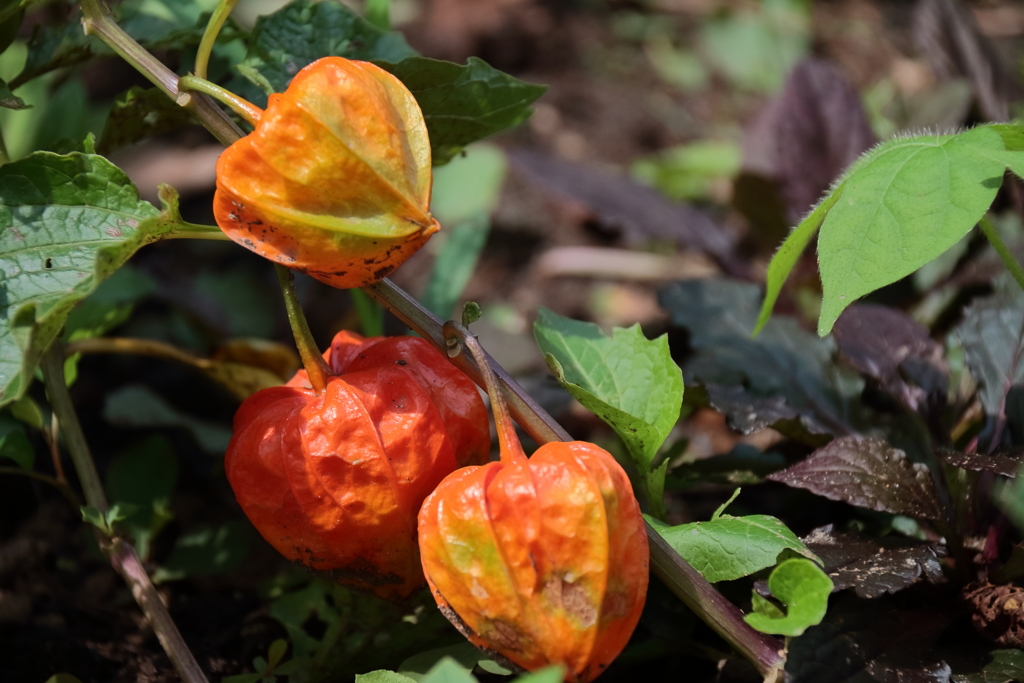 里山花散歩鬼灯