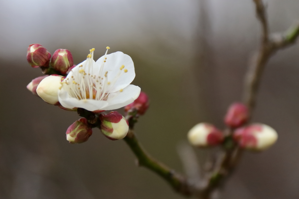 白梅咲く１
