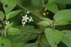 里山の植物イヌホオズキ１