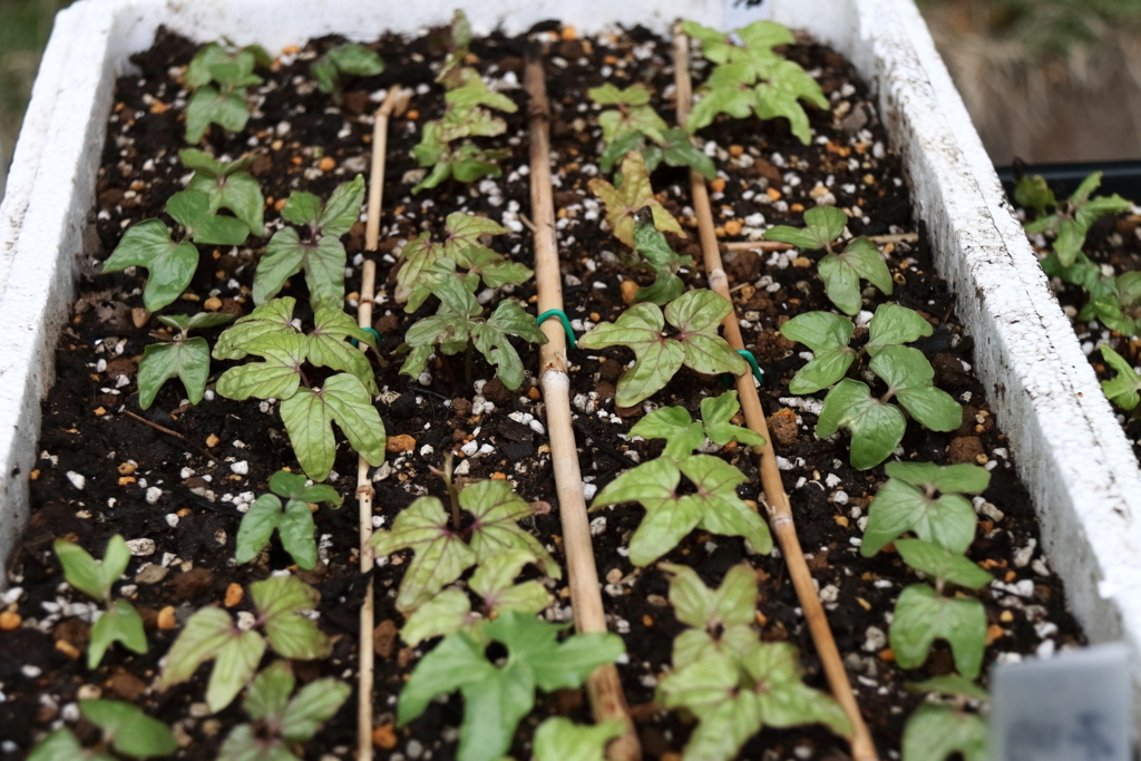 変化朝顔育苗２