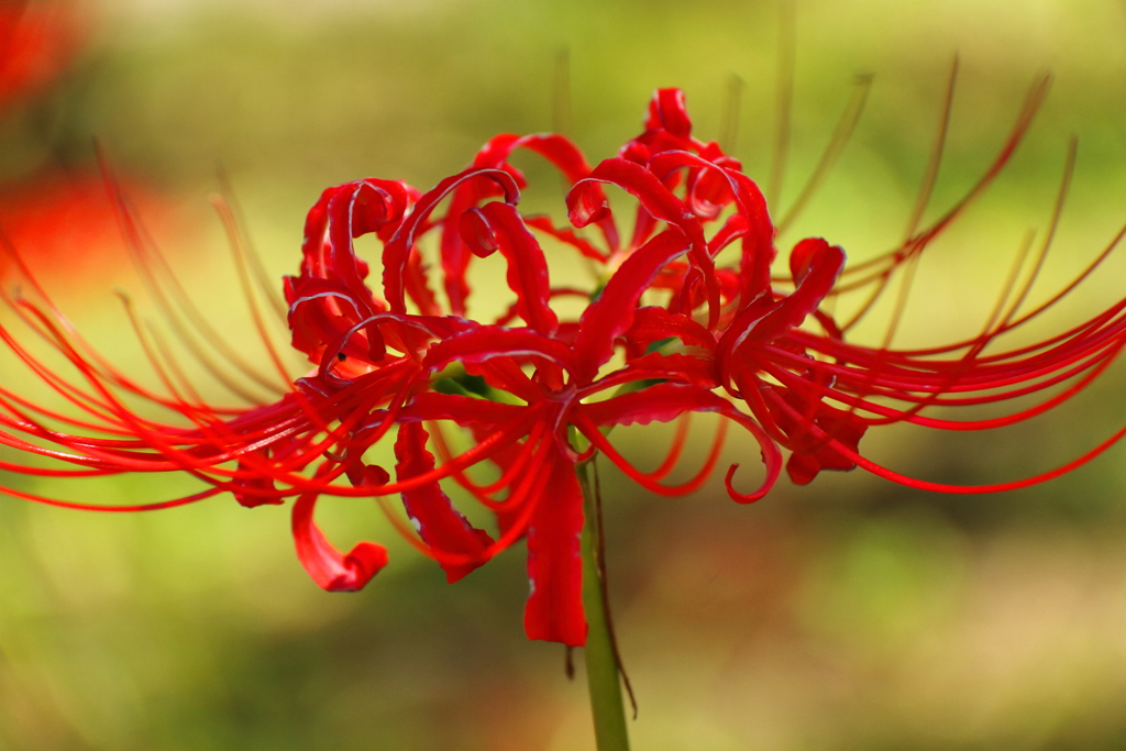 赤花彼岸花４