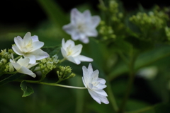 あじさい様々３