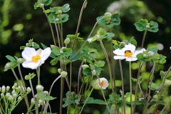 花散歩シュウメイギク3