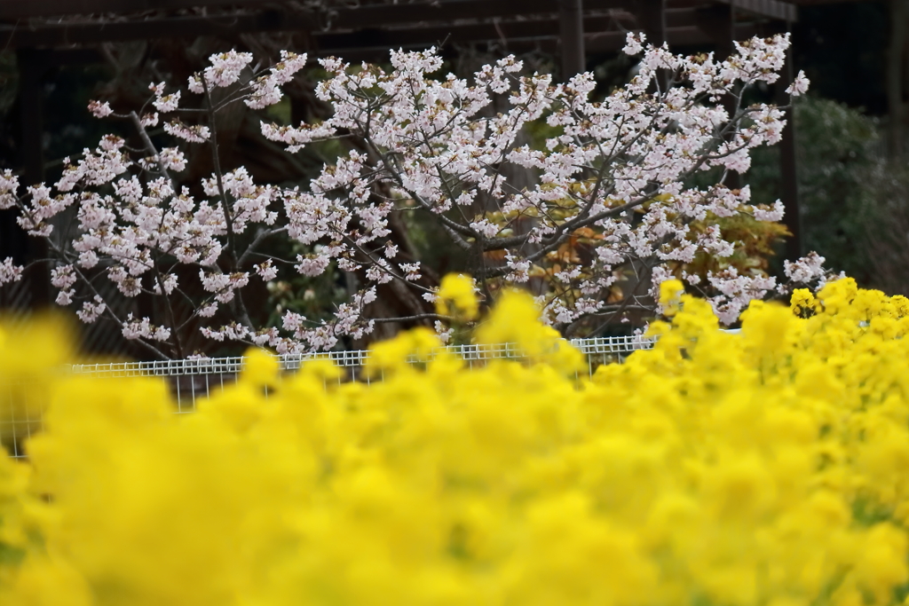 玉縄桜と菜の花