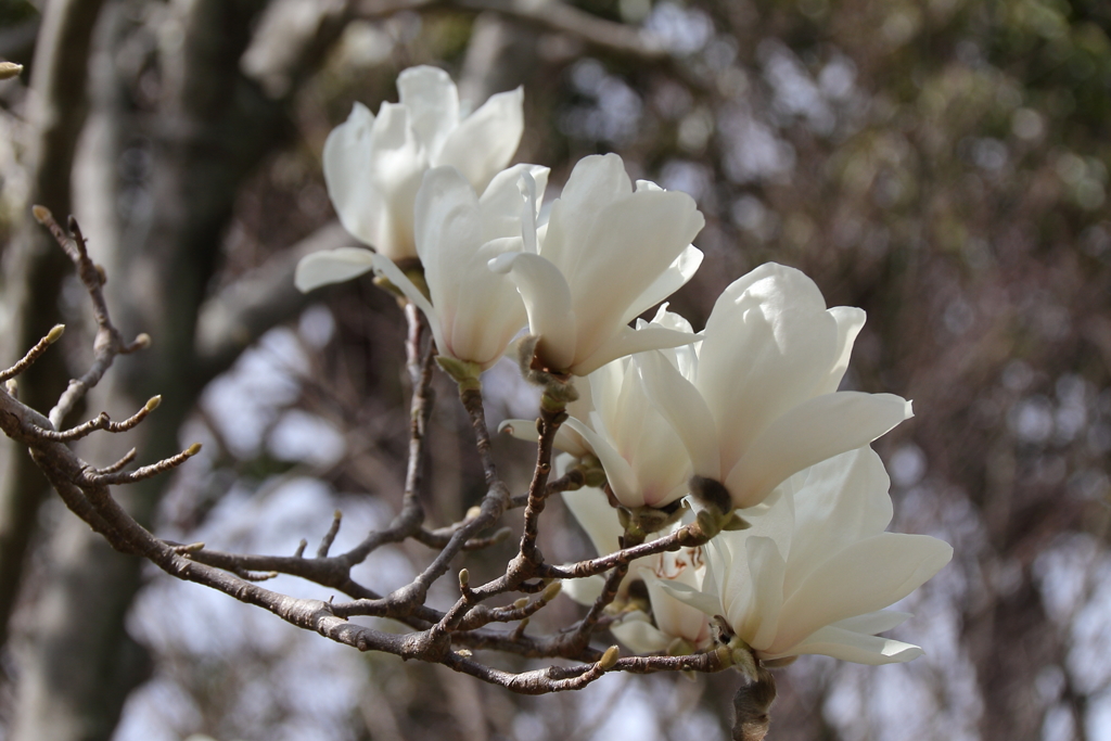 白モクレン２