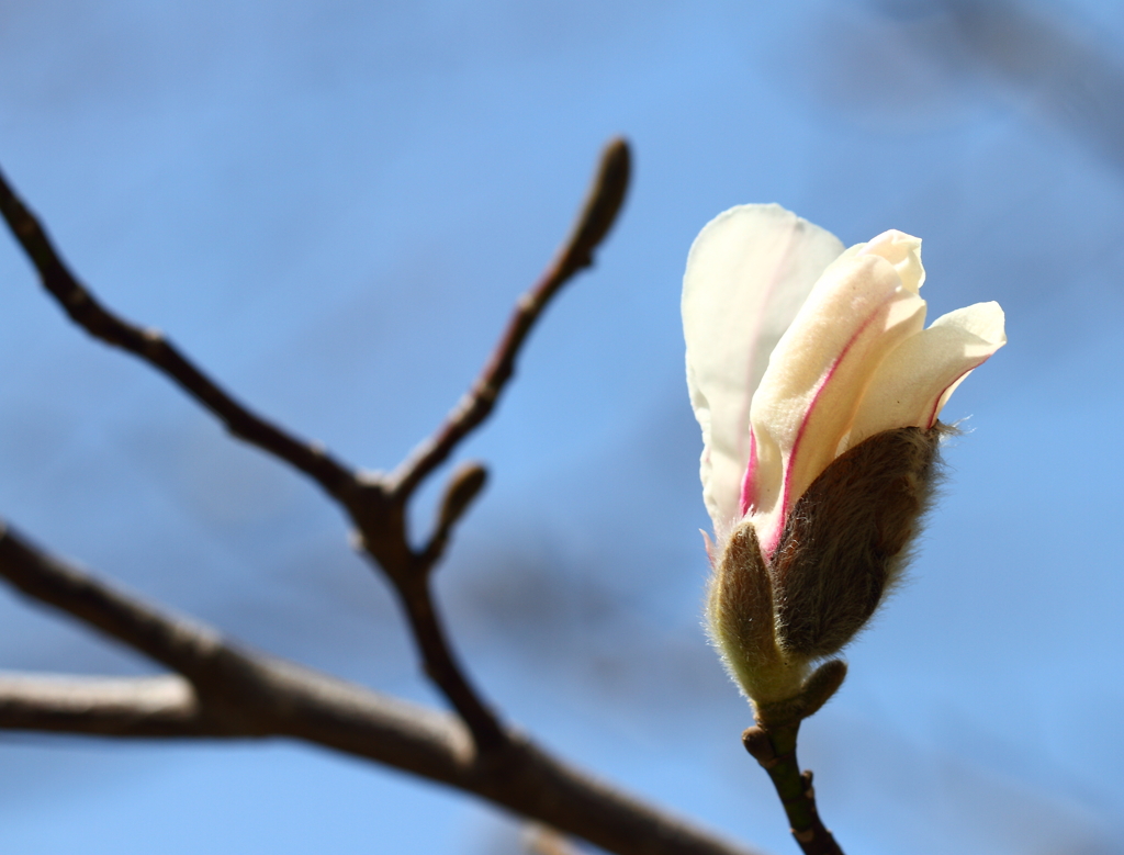 白木蓮の咲く頃