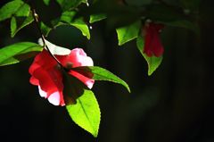 惜秋