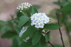 花散歩コデマリ