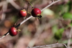 秋陽のサンザシ